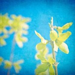 Spring-Interior-Design-Ideas_ decorating blue yellow flower print