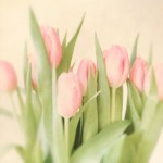 Spring-Interior-Design-Ideas_Spring flowers tulips